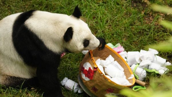 Xin Xin recibió 40 mil visitantes en su cumple