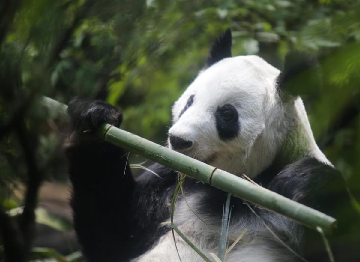 Xin Xin cumple 35 años y tendrá gran fiesta en Chapultepec
