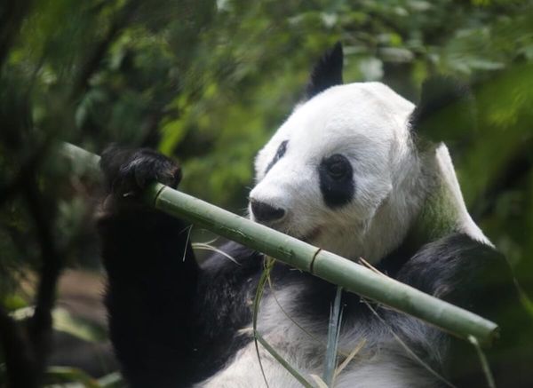 Xin Xin cumple 35 años y tendrá gran fiesta en Chapultepec