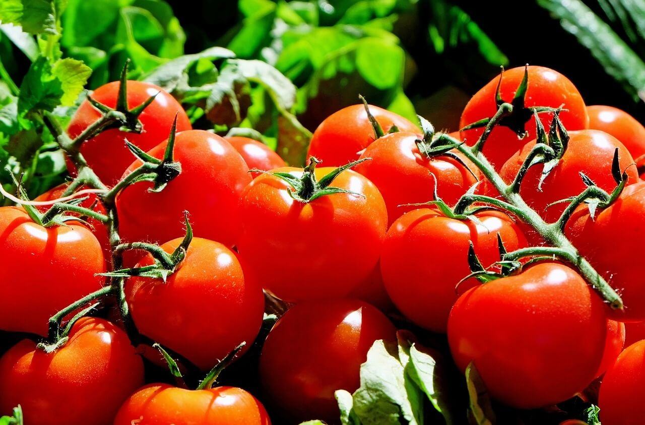México rechaza cuota del 17% al tomate: “decisión injusta”