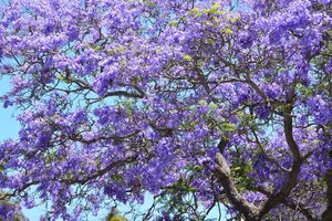 Jacarandas: una historia florecida